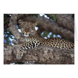 Afrique. Kenya. Masai Mara. Léopard (Panthera