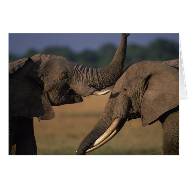 Afrique, Kenya, Réserve de Masai Mara, Deux Taurea (Devant horizontal)