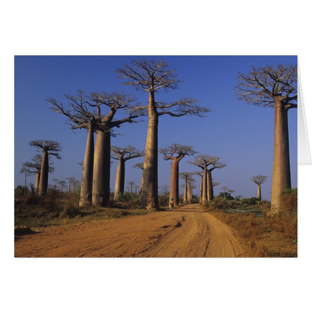 Afrique, Madagascar, Morondava, avenue Baobab. (Devant horizontal)