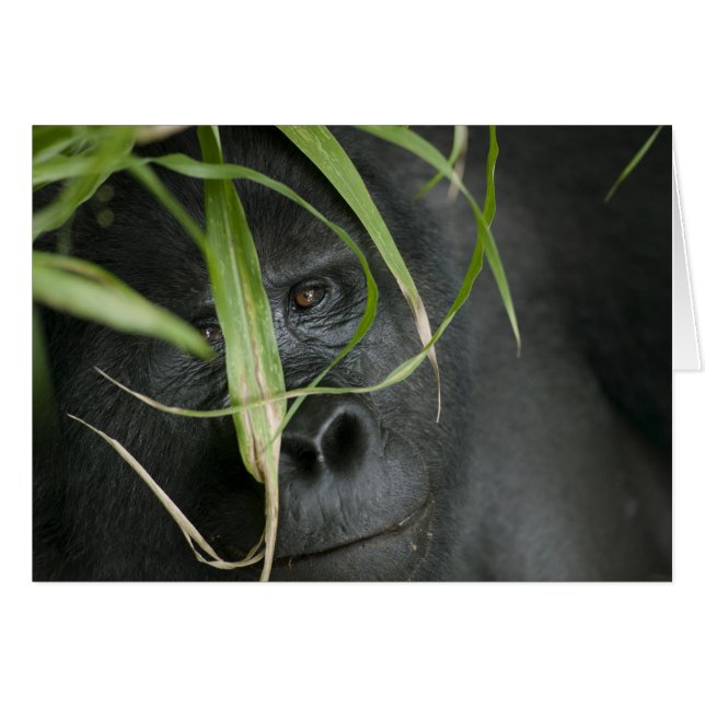 Afrique, Ouganda, Bwindi (Devant horizontal)