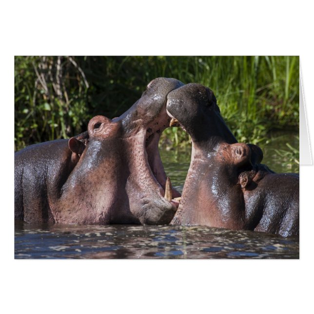 Afrique. Tanzanie. Hippopotame à l'entraînement (Devant horizontal)
