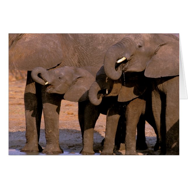 Afrique, Tanzanie, Parc national de Tarangire. (Devant horizontal)