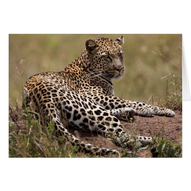 Afrique, Tanzanie, Serengeti. Léopard (Devant horizontal)