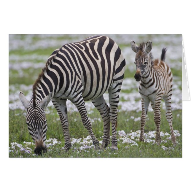 Afrique. Tanzanie. Zèbre mère et jeune (Devant horizontal)