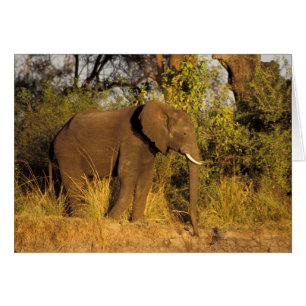 Afrique, Zimbabwe, Parc national des chutes Victor