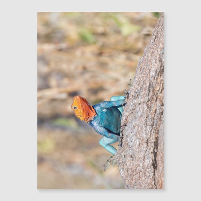 Agama commun (Devant)