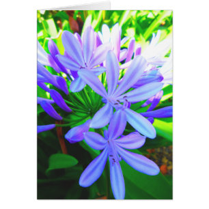 Agapanthus glorieux - chèque-cadeau