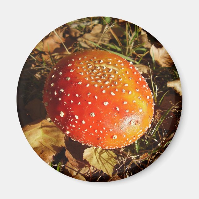 Agaric de volée Magnet (Devant)