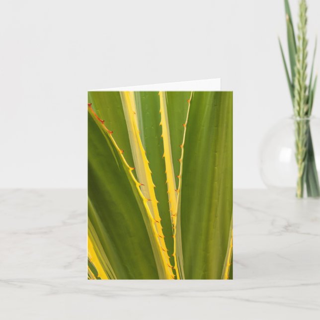 Agave Plant Abstract (Devant)