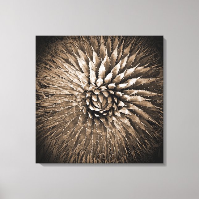 Agave Spikes Impression Sépia sur Toile 22" x 22" (Recto)