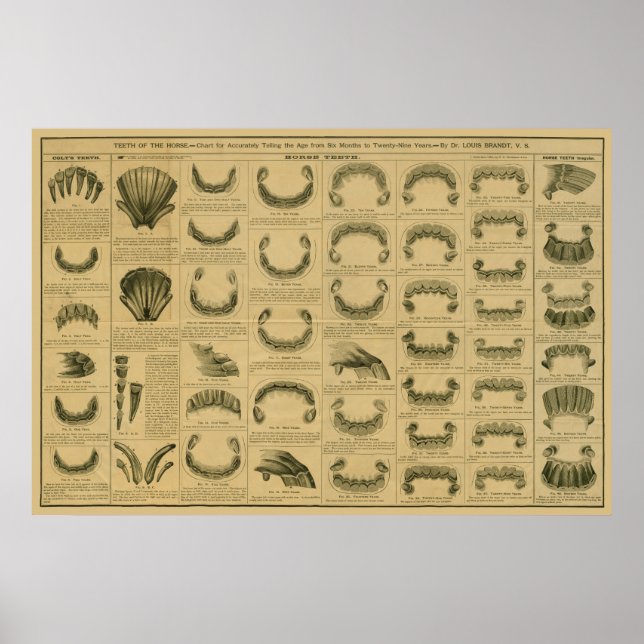 Age of Horse by Teeth Chart Dental Anatomy Poster (Devant)