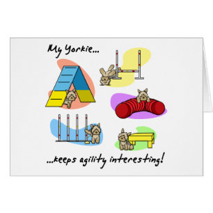 Agilité intéressante de Yorkie