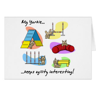 Agilité intéressante de Yorkie