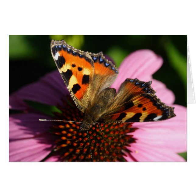 Aglais urticae (Devant horizontal)