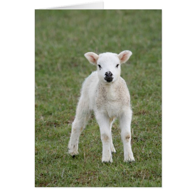Agneau (Devant)