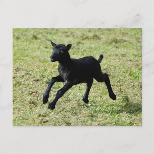 Agneau de la carte postale des moutons de Gotland (Devant)