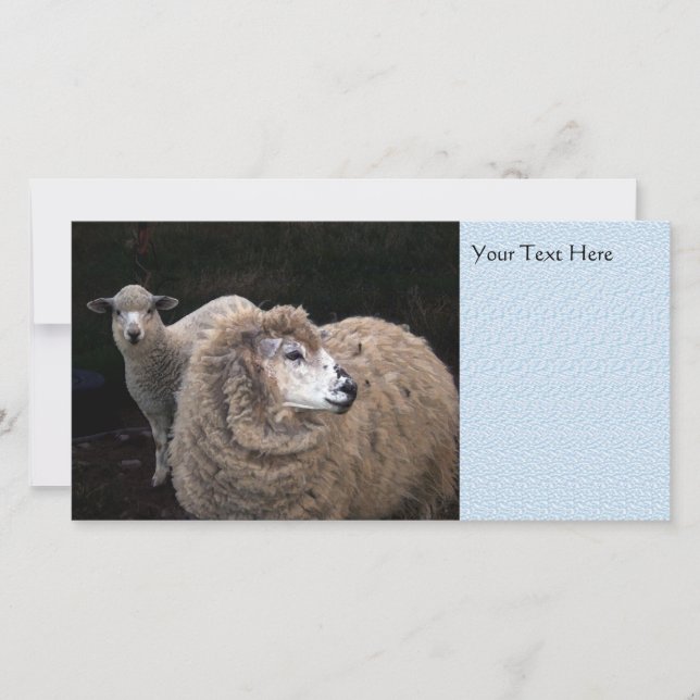 Agneau et mouton (Devant)