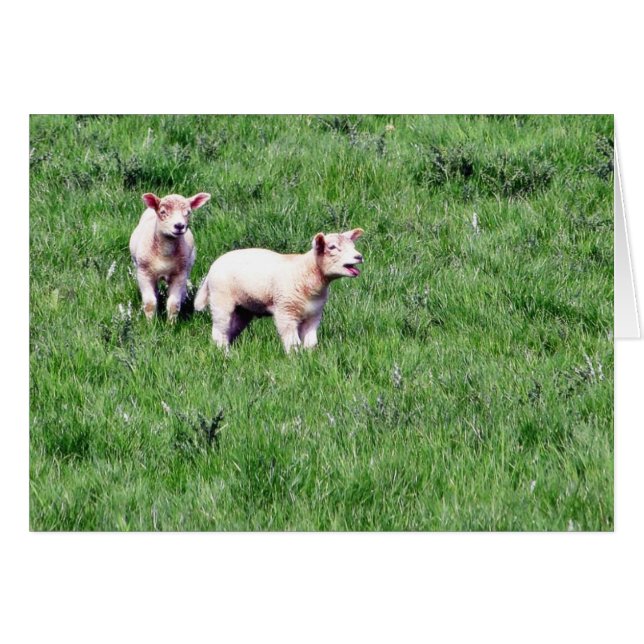 Agneaux Moutons (Devant horizontal)