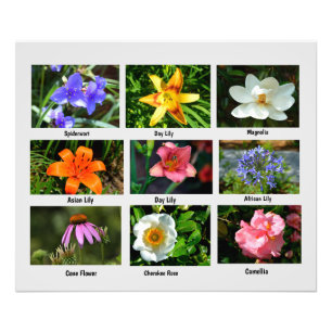 Agrandissement de la photo des fleurs de macro