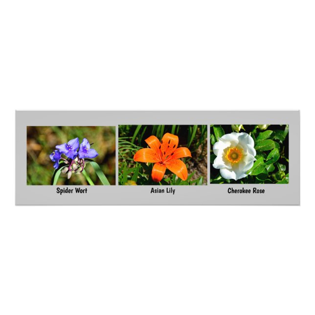 Agrandissement de la photo des fleurs de macro (Devant)