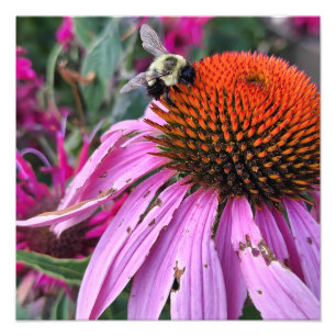 Agrandissement de photo d'abeille et d'Echinacea
