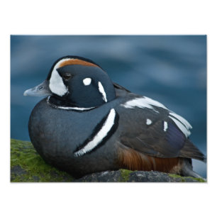 Agrandissement de photo de Canard arlequin