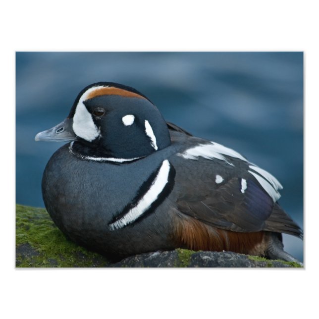 Agrandissement de photo de Canard arlequin (Devant)