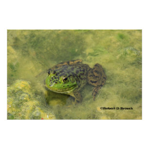 Agrandissement de photo de grenouille taureau vert