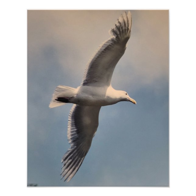 Agrandissement de photo de mouette en vol (Devant)