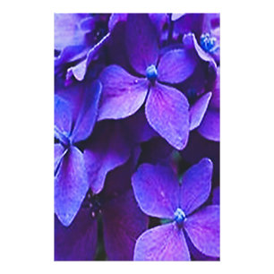 AGRANDISSEMENT DE PHOTO D'HYDRANGEA BLEU ROUGE