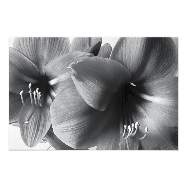 Agrandissement de photo d'impression de deux fleur (Devant)