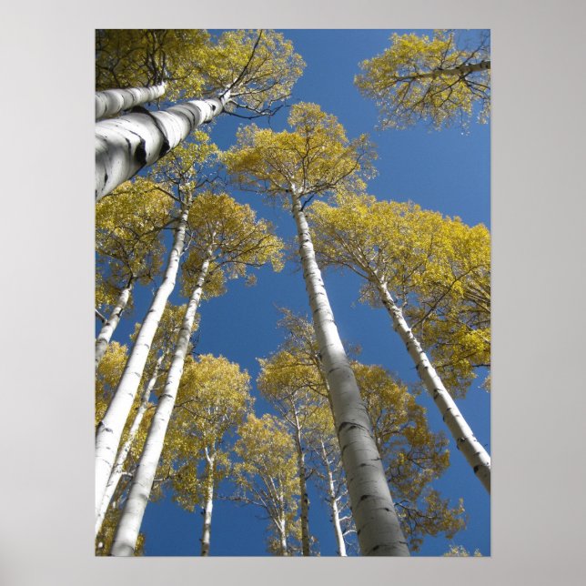 Agrandissement des Aspens (5) Poster (Devant)