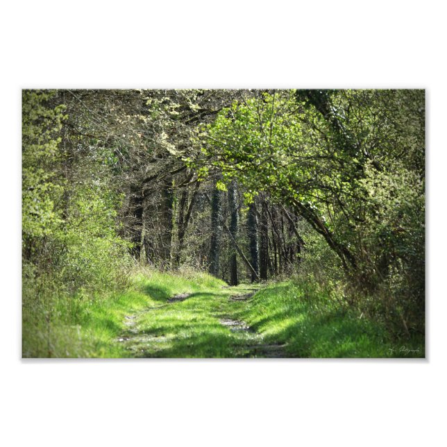 Agrandissement photo "dans la forêt" (Devant)