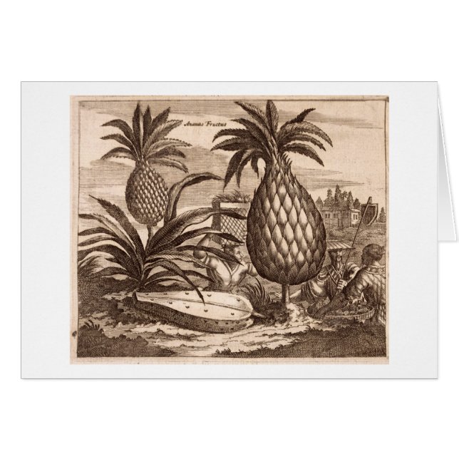 Agriculture de grands ananas, illustration d'un (Devant horizontal)