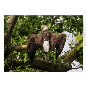 Aigle