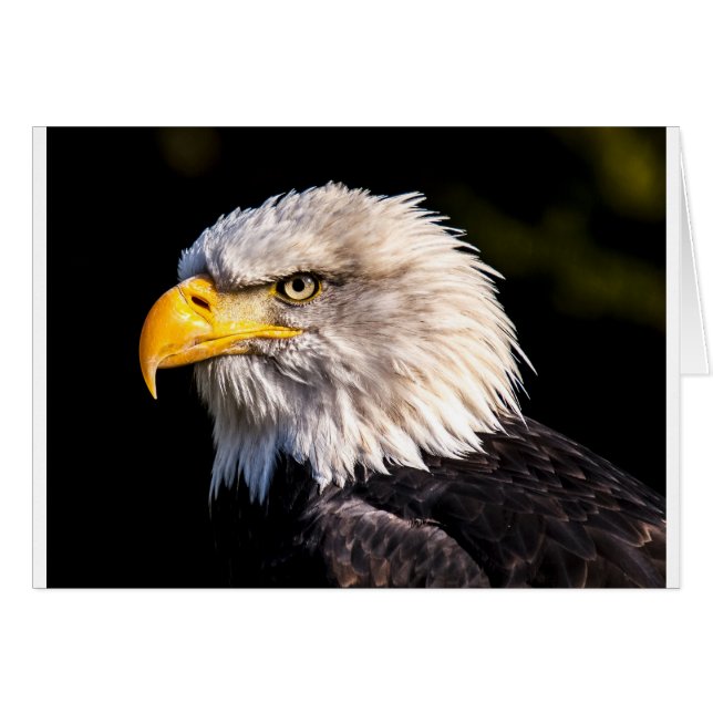 Aigle 2 (Devant horizontal)