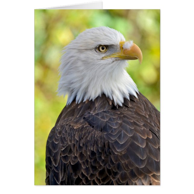 Aigle à tête blanche (Devant)