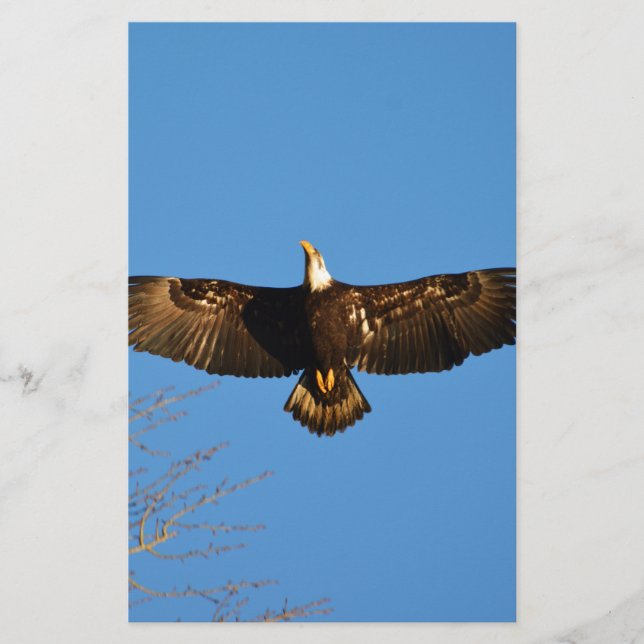 Aigle à tête blanche (Devant)