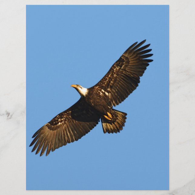 Aigle à tête blanche (Devant)