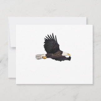 Aigle à tête blanche
