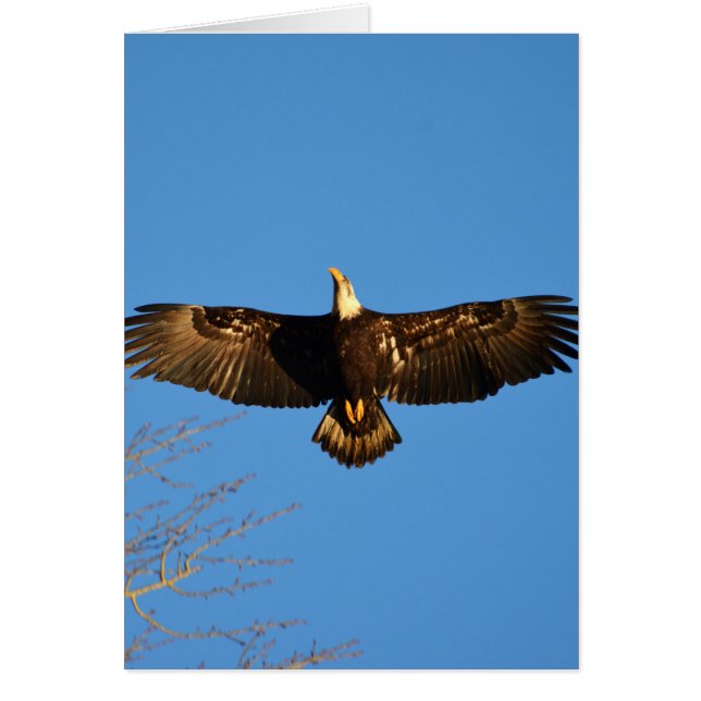 Aigle à tête blanche (Devant)