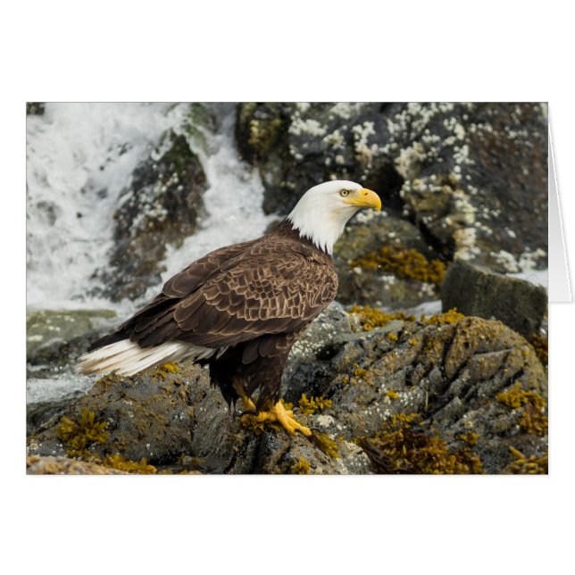 Aigle à tête blanche (Devant Horizontal)