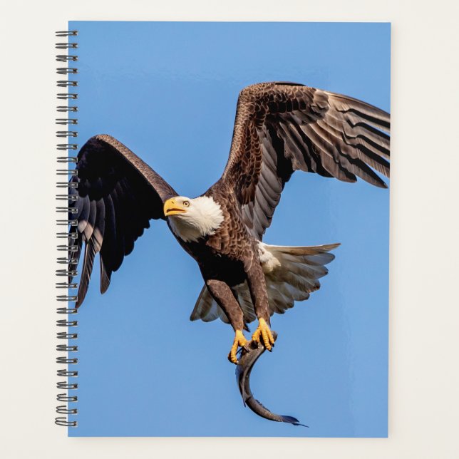 Aigle à tête blanche 2024 (Devant)