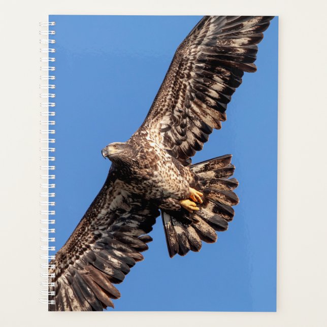 Aigle à tête blanche 2024 (Devant)