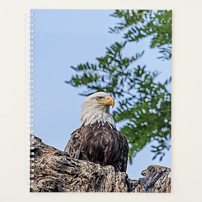 Aigle à tête blanche 2024 (Devant)