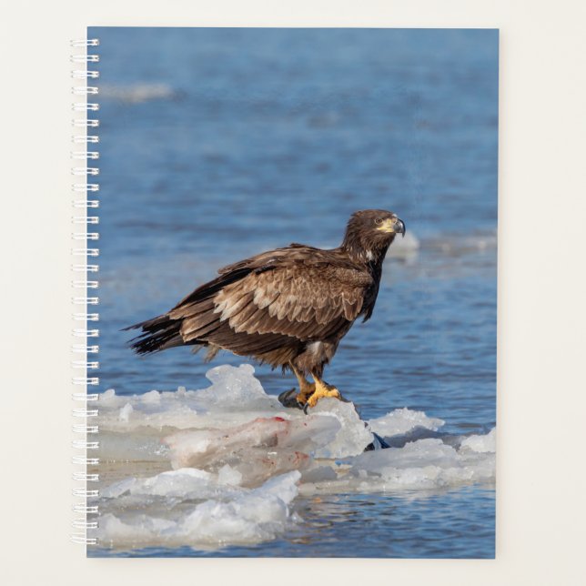 Aigle à tête blanche 2024 sur glace (Devant)