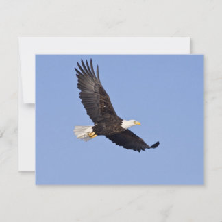Aigle à tête blanche américaine