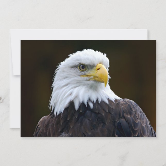Aigle à tête blanche américaine (Devant)