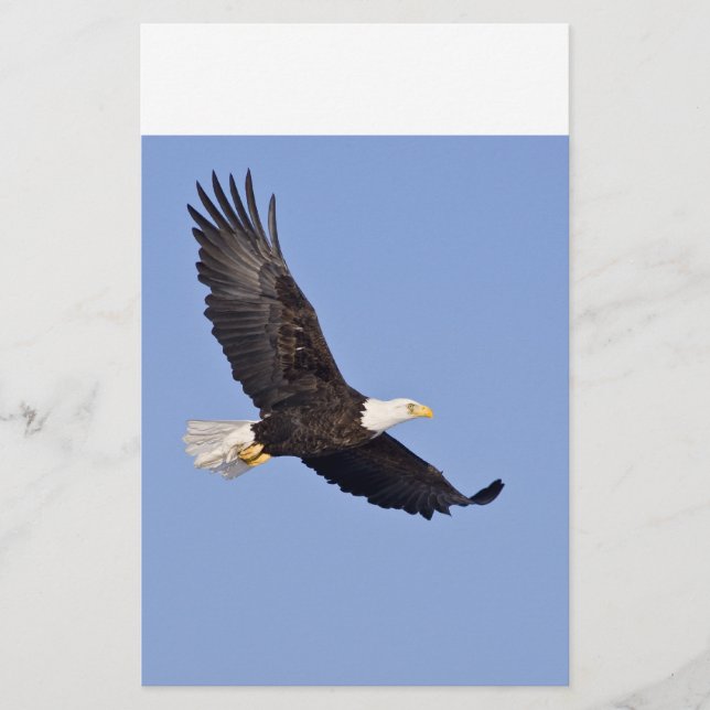 Aigle à tête blanche américaine (Devant)