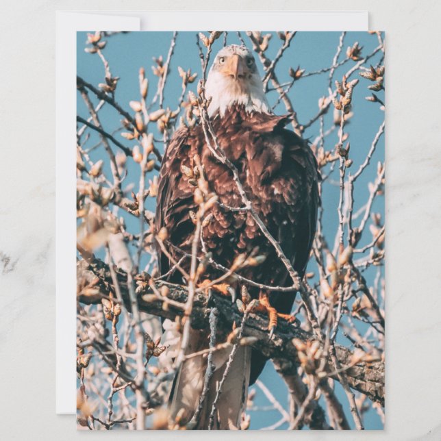 Aigle à tête blanche américaine (Devant)